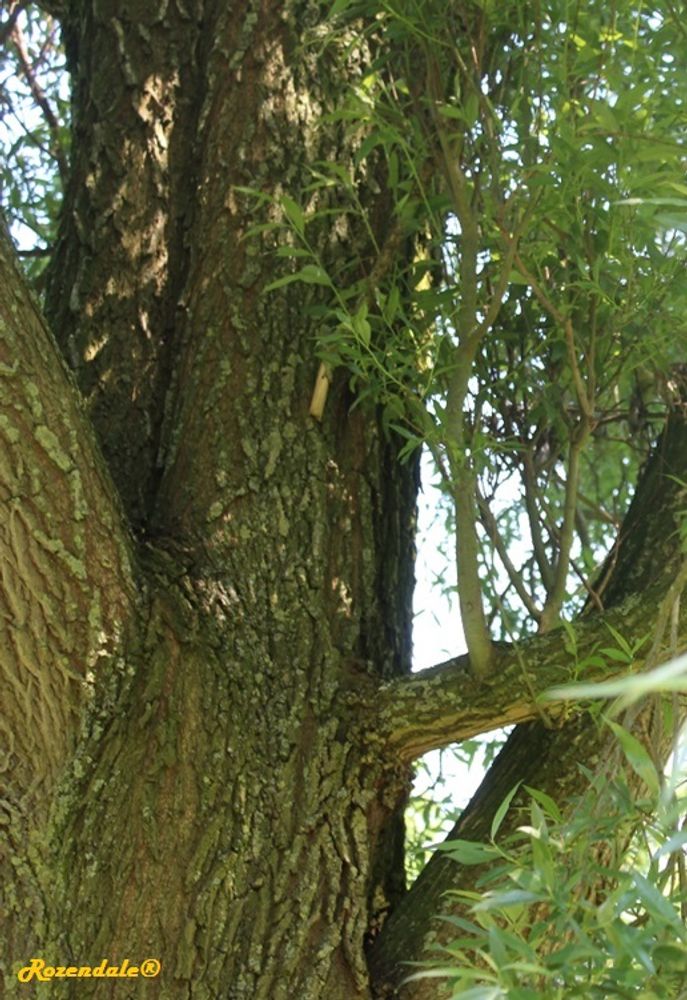 Stem image, , Sneek, Netherlands, 2016-06-04, Salix alba - White willow