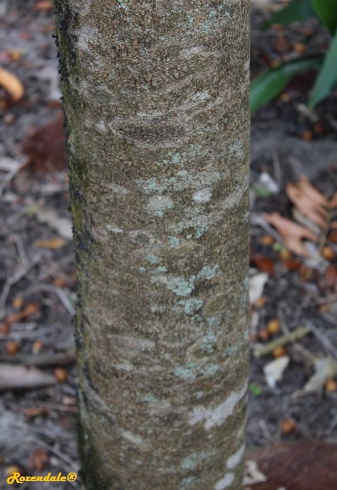 Stem image, , Harry P Leu, United States, 2016-11-15, Sapindus mukorossi - Indian soapberry