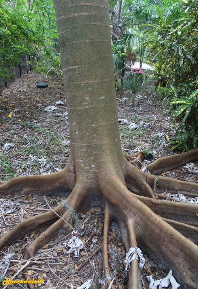 Stem image, , Harry P Leu, United States, 2016-11-15, Schizolobium parahybum - Brazilian fern tree