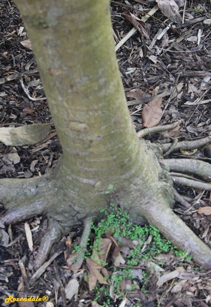 Stem image, , Coral Gables, United States, 2016-11-19, Spondias cytherea - Dwarf golden apple