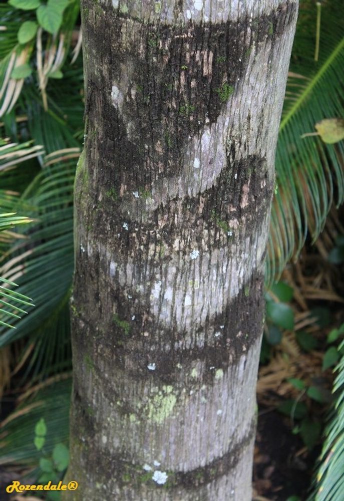 Stem image, , Harry P Leu, United States, 2016-11-15, Syagrus romanzoffiana - Queen palm