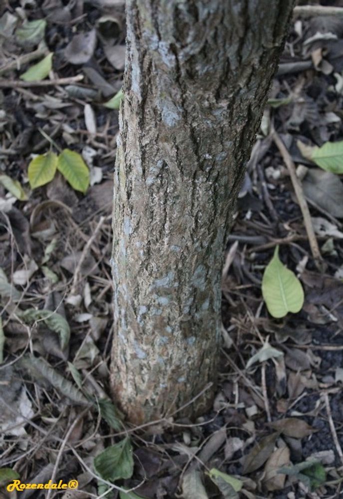 Stem image, , Coral Gables, United States, 2016-11-20, Tabebuia chrysantha - Araguaney
