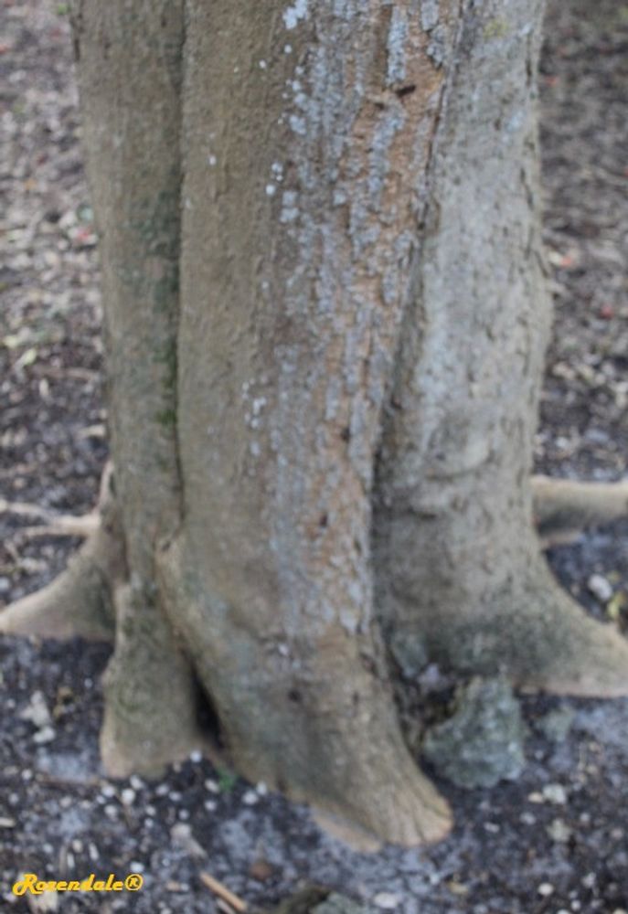 Stem image, , Coral Gables, United States, 2016-11-20, Tabernaemontana arborea - American Milkwood