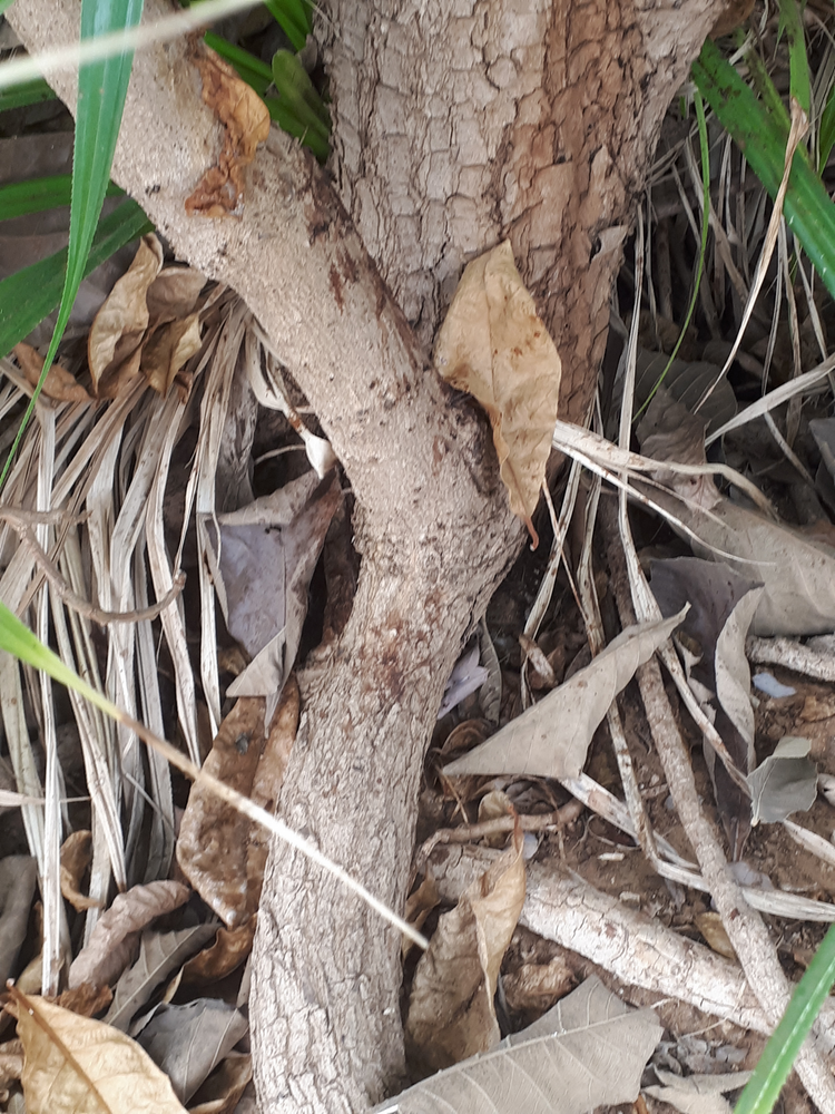 Stem image, , , , 2018-09-22, Terminalia catappa - Malabar-almond
