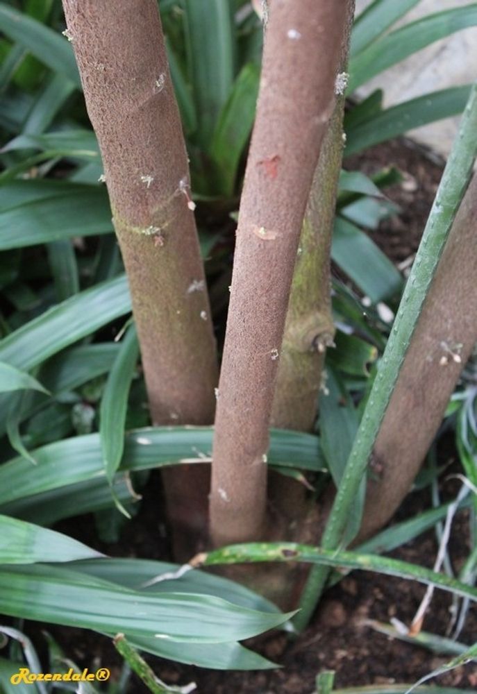 Stem image, , Horticus Leiden, Netherlands, 2017-08-17, Theobroma cocoa - Cocoa tree