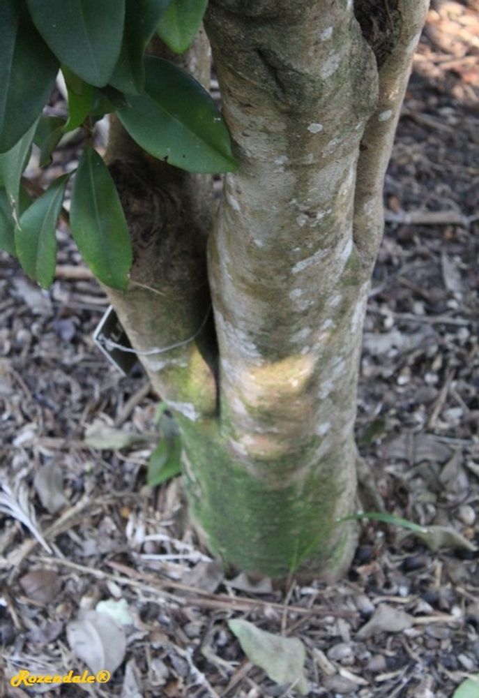 Stem image, , Coral Gables, United States, 2016-11-20, Wallenia laurifolia - Laurifolia wallenia