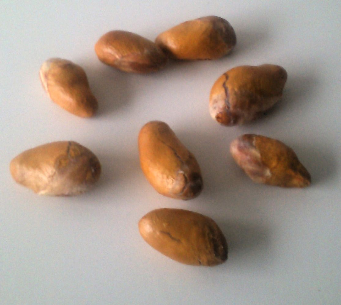 Seeds image, Maarten Rozendale, Vietnam, Vietnam, 2014-01-29, Artocarpus heterophyllus - Jackfruit