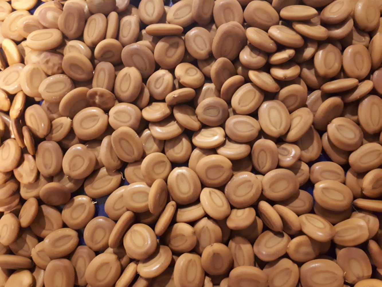 Seeds image, , Hulda, Israel, 2018-08-22, Albizia lebbeck - Indian siris