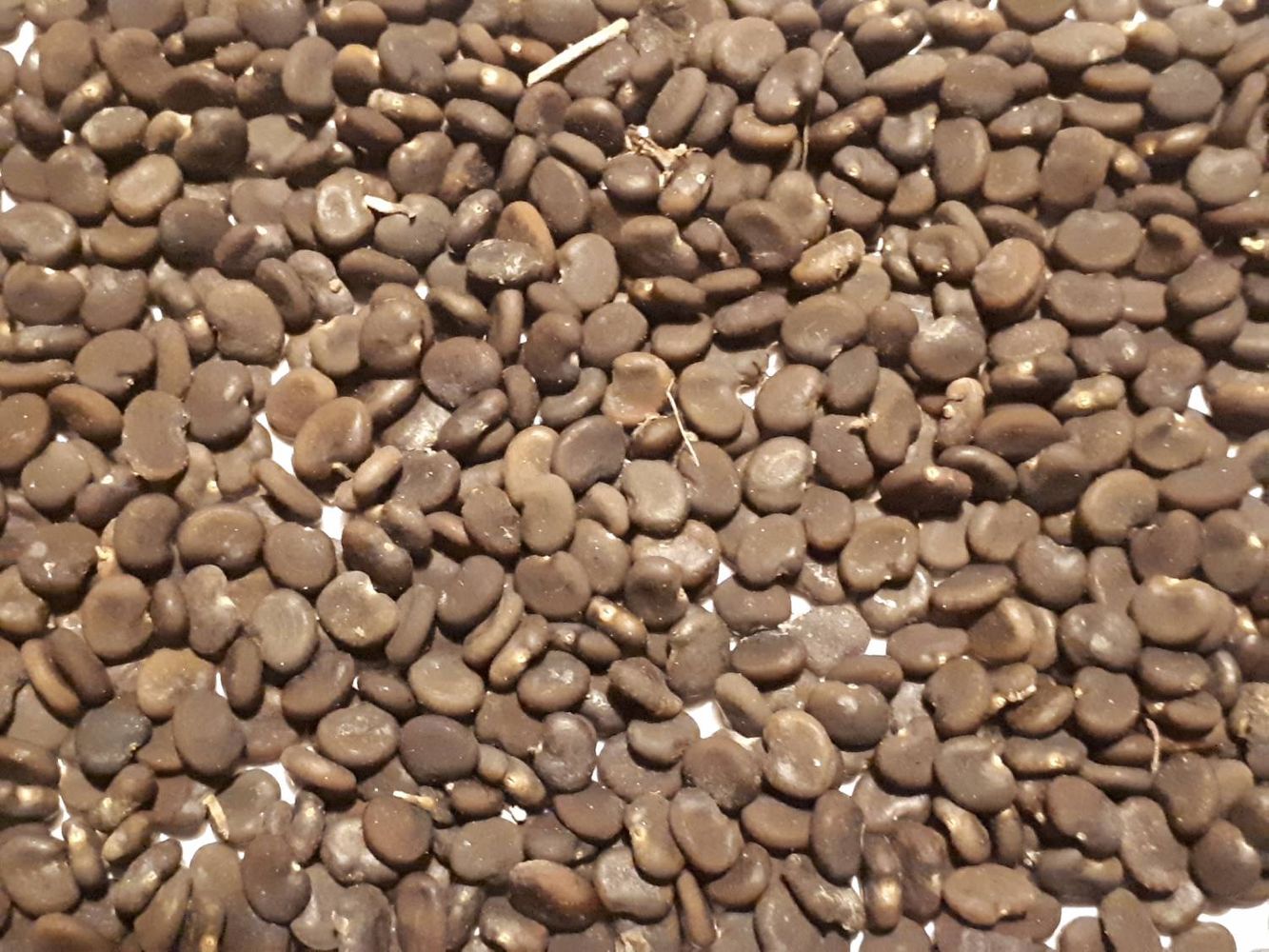 Seeds image, , Sneek, Netherlands, 2018-10-04, Colutea arborescens - Bladder-senna