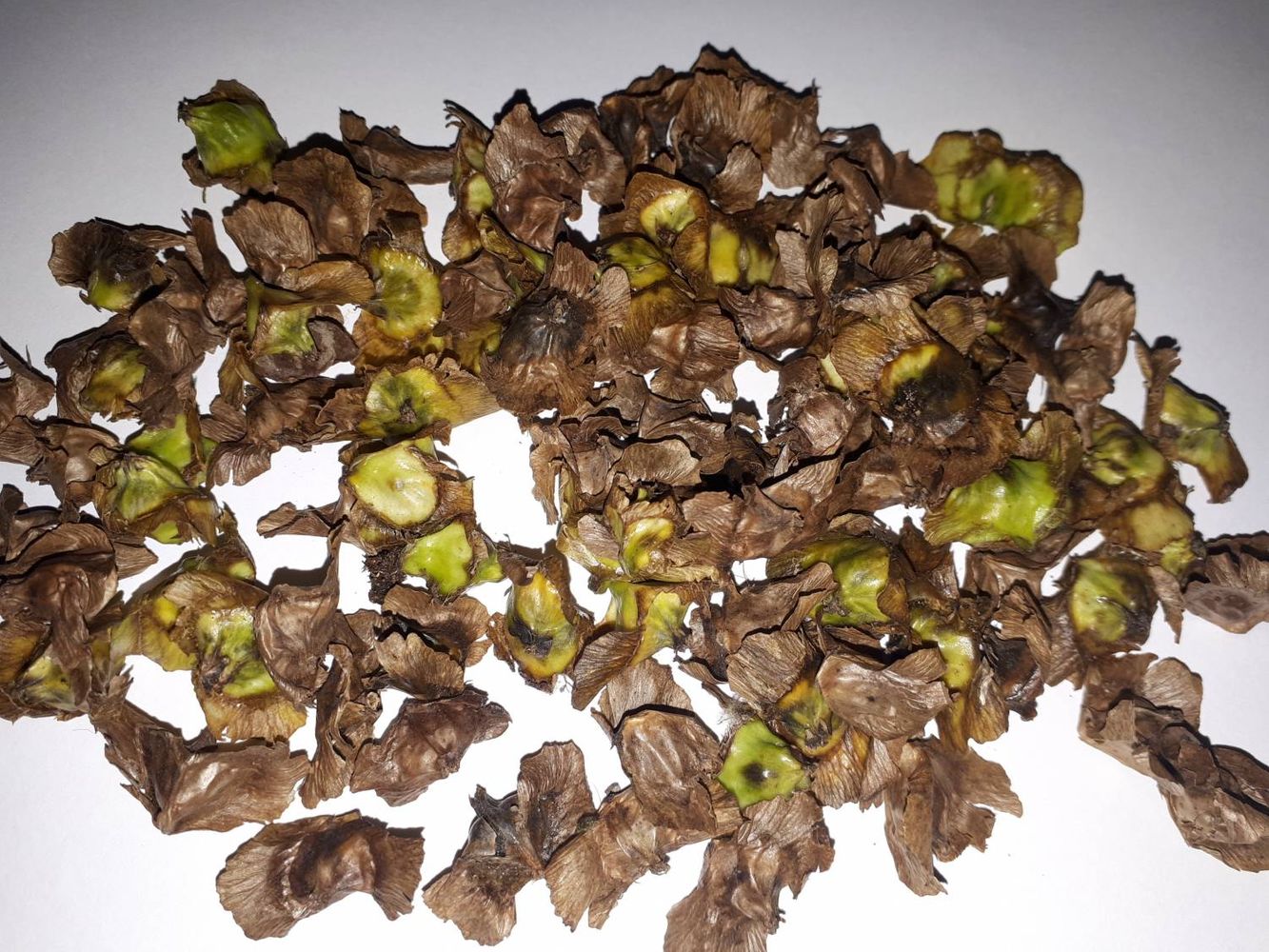 Seeds image, , Sneek, Netherlands, 2018-10-07, Pterocarya fraxinifolia - Caucasian wingnut