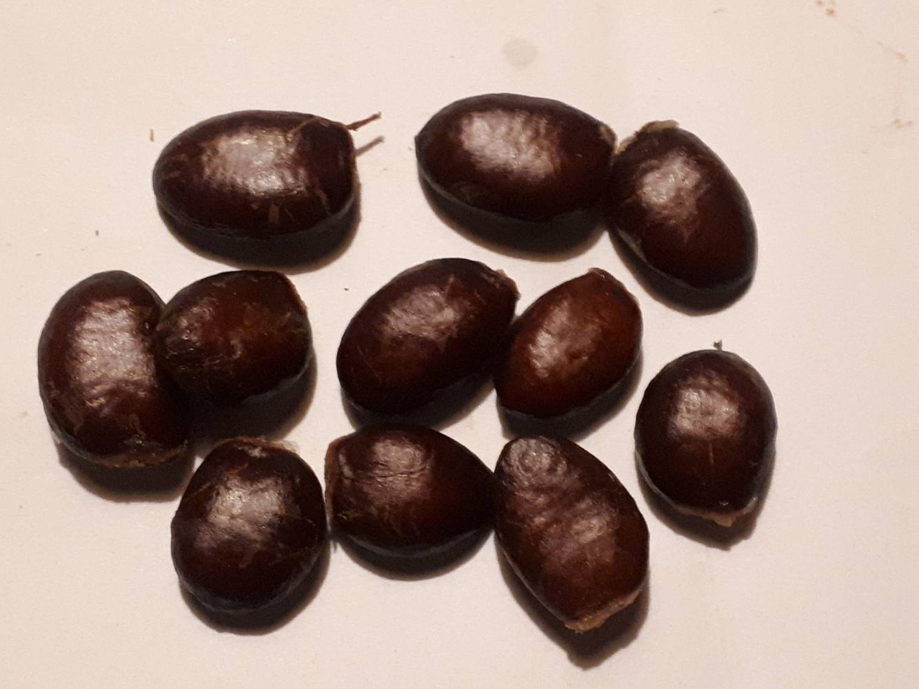 Seeds image, , Sneek, Netherlands, 2018-10-11, Asimina triloba - Kentucky pawpaw