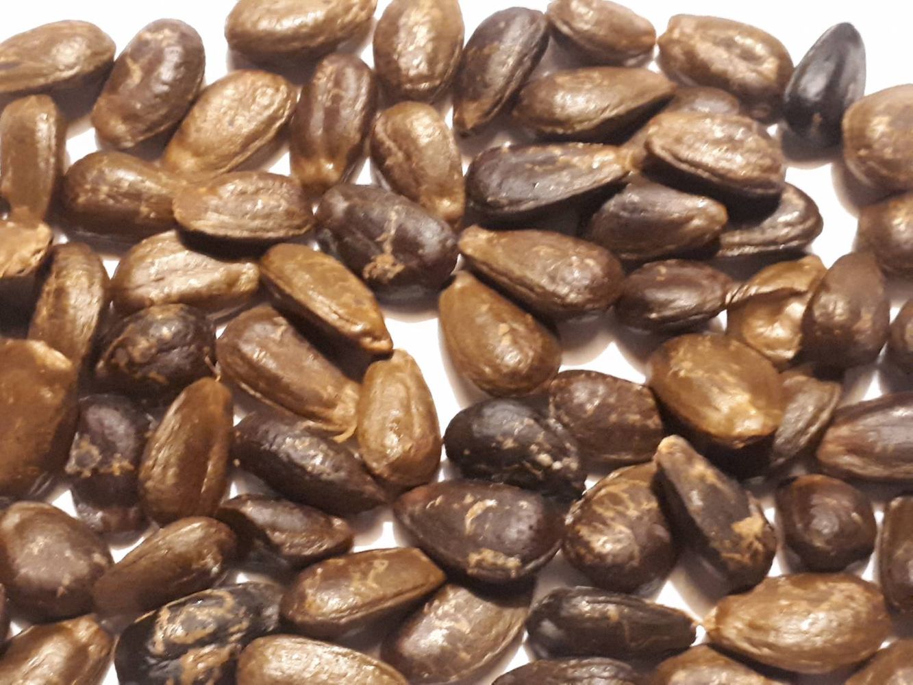 Seeds image, , Sneek, Netherlands, 2018-10-12, Annona squamosa - Sweetsop