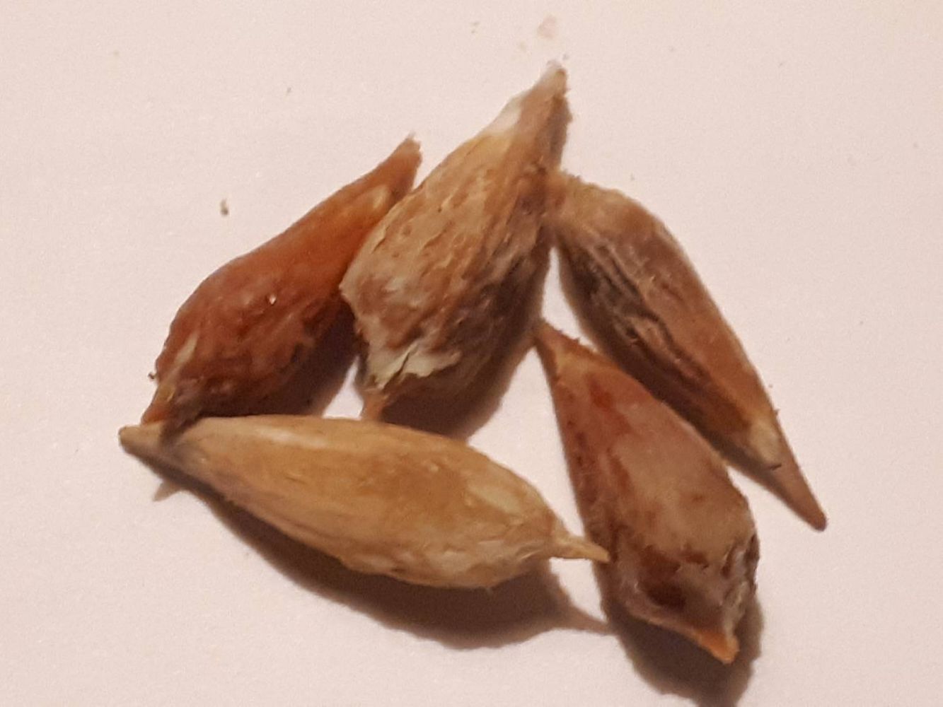 Seeds image, , Sneek, Netherlands, 2018-10-13, Ziziphus jujuba - Jujube