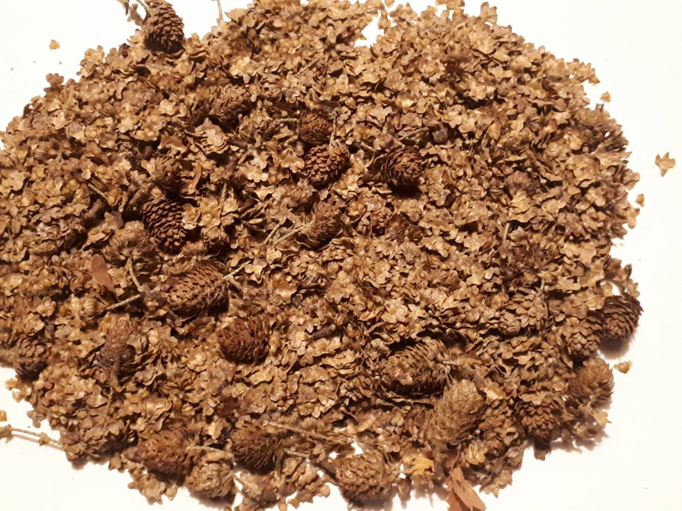 Seeds image, , Sneek, Netherlands, 2018-10-13, Betula lenta - Sweet birch
