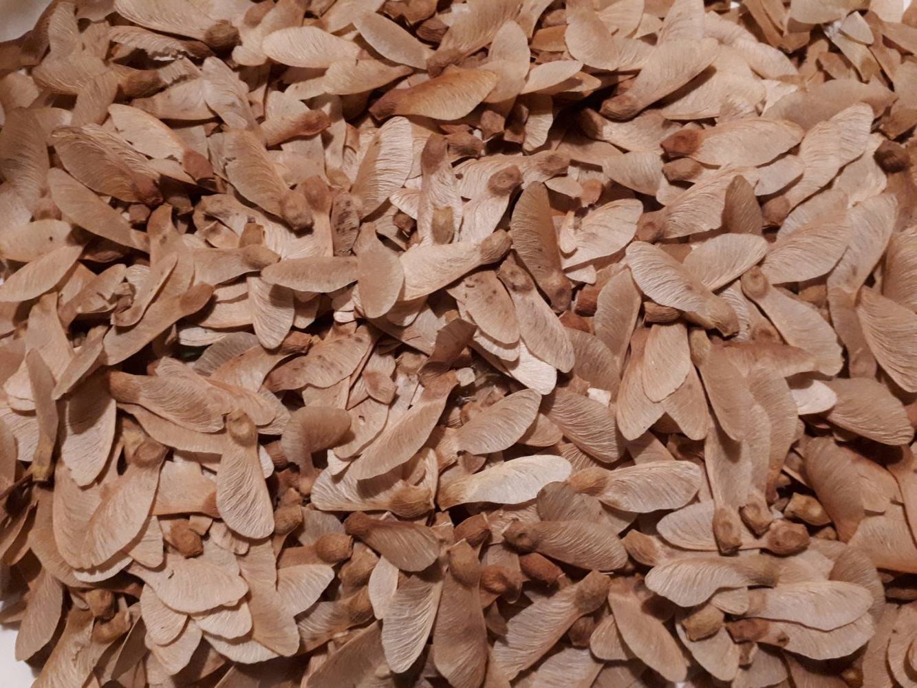 Seeds image, , Sneek, Netherlands, 2018-10-13, Acer davidii - Pre David's maple