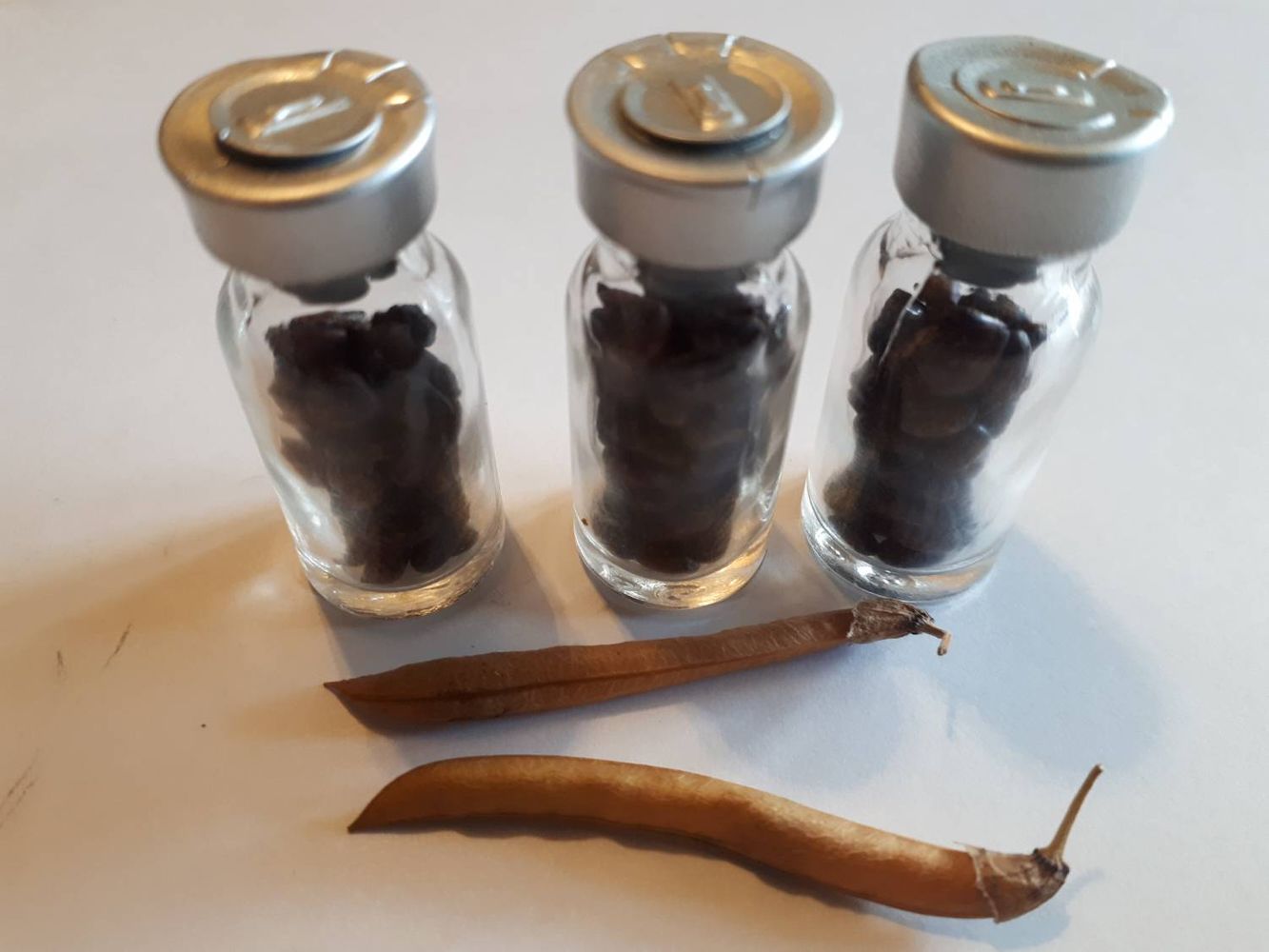 Seeds image, , Sneek, Netherlands, 2018-10-19, Caragana arborescens - Siberian pea