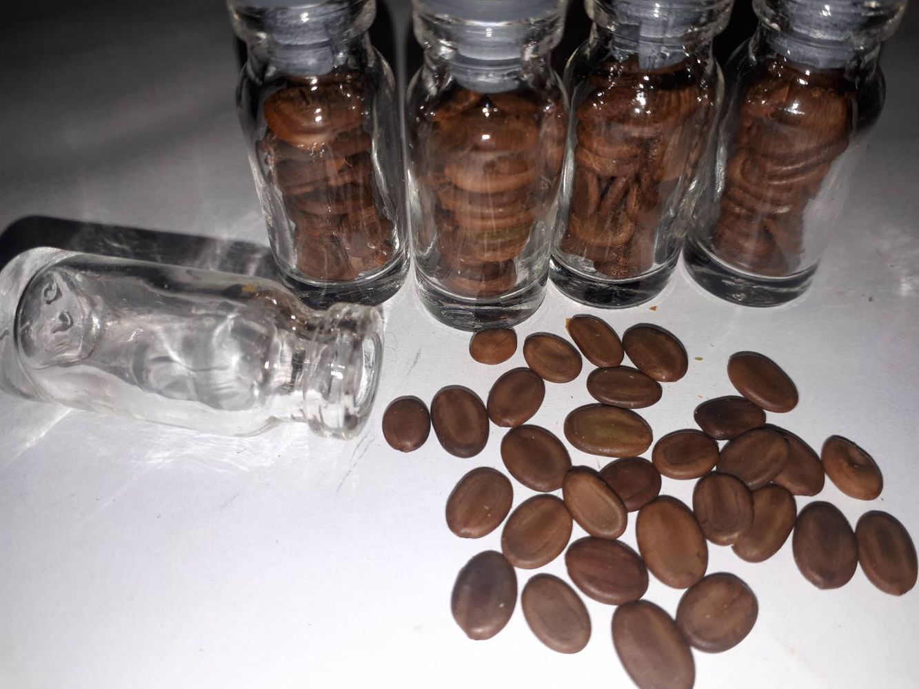 Seeds image, Maarten Rozendale, Uitwellingerga, Netherlands, 2018-10-25, Albizia julibrissin - Pink silk tree