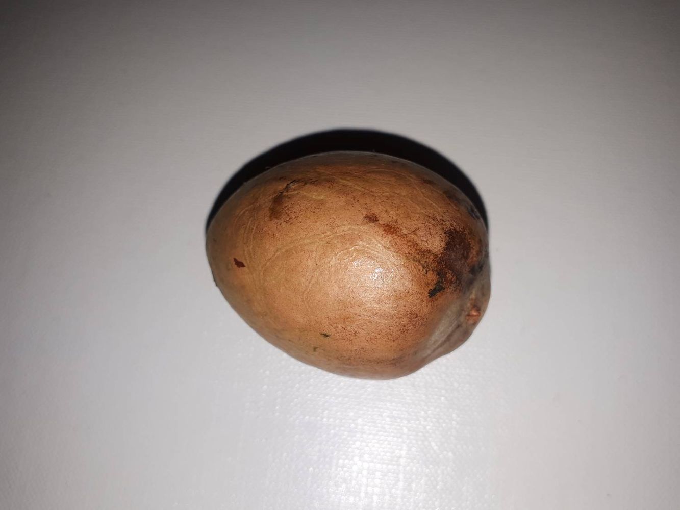 Seeds image, , Sneek, Netherlands, 2018-10-27, Persea americana - Avocado tree