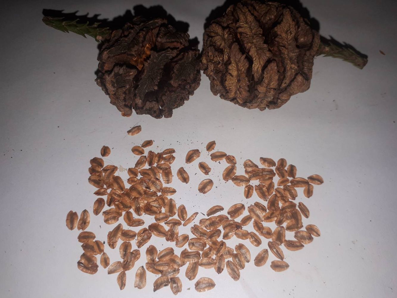 Seeds image, , Sneek, Netherlands, 2018-10-27, Sequoiadendron giganteum - Giant sequoia