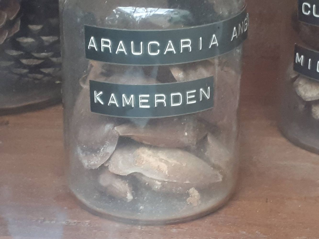 Seeds image, , Delft, Netherlands, 2019-03-08, Araucaria angustifolia - Candelabra tree