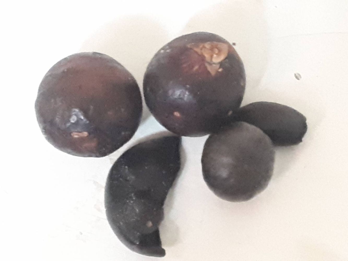 Seeds image, , Holon, Israel, 2019-06-04, Caryota mitis - Clustering fishtail