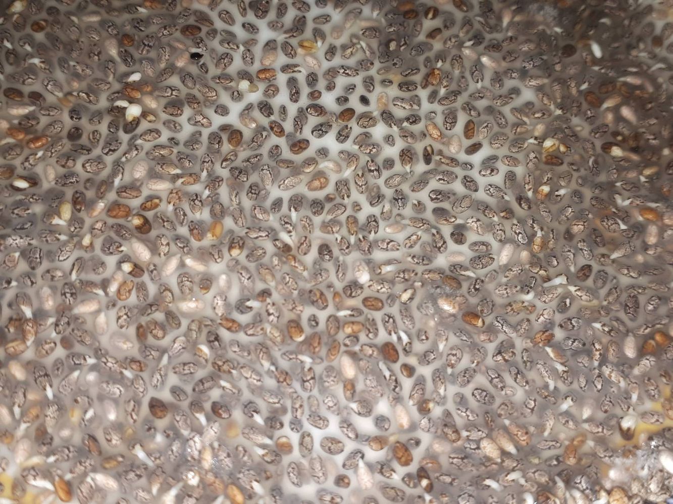 Seeds image, , Holon, Israel, 2019-06-16, Salvia hispanica - Chia