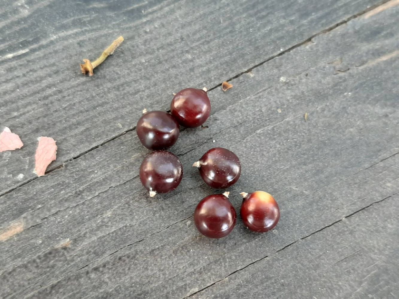 Seeds image, Maarten Rozendale, Holon, Israël, 2019-11-07, Bulnesia arborea - Maracaibo verawood