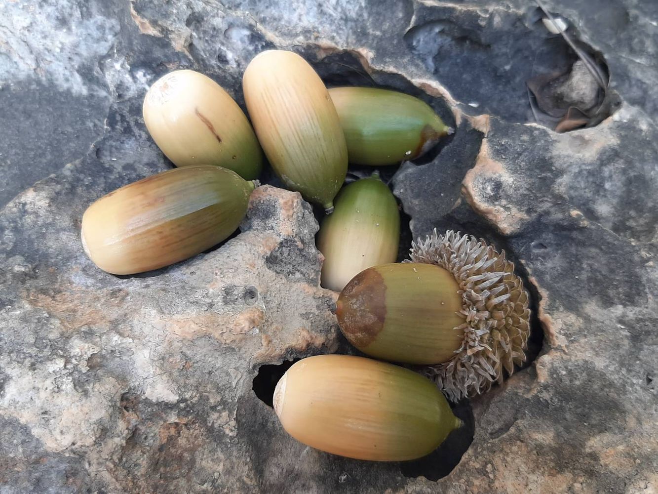 Seeds image, Maarten Rozendale, Tel Aviv-Yafo, Israel, 2019-11-13, Quercus calliprinos - Palastine oak