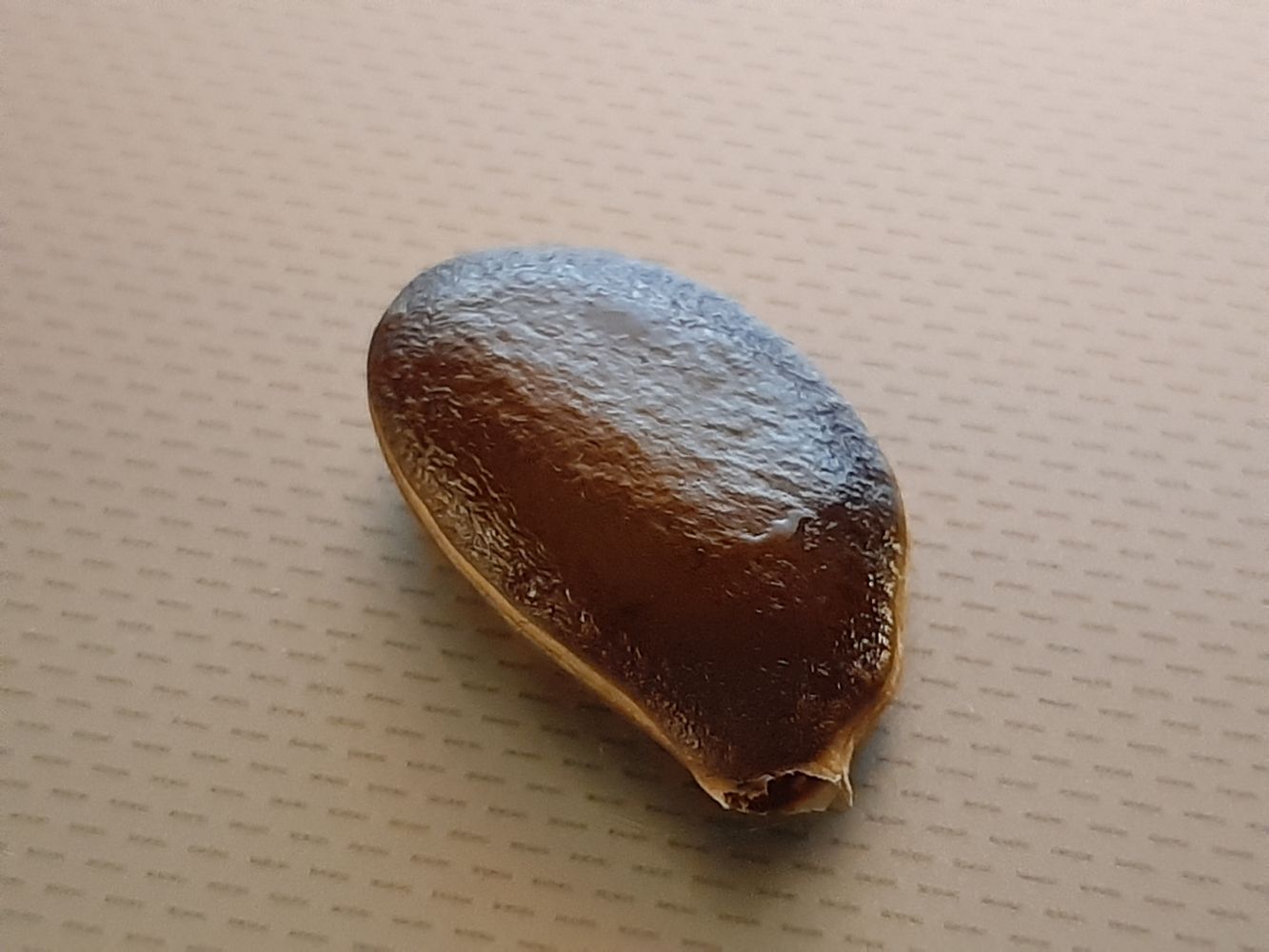 Seeds image, Maarten Rozendale, Holon, Israel, 2020-01-12, Diospyros kaki - Kaki