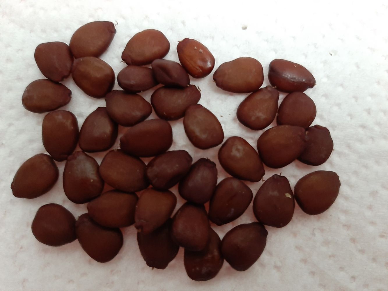 Seeds image, Maarten Rozendale, Holon, Israel, 2020-01-14, Ceratonia siliqua - Carob tree