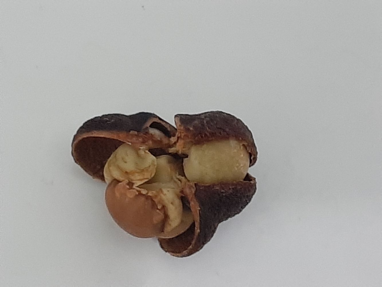 Seeds image, Maarten Rozendale, , Vietnam, 2020-02-04, Camelia chinensis - Tea plant