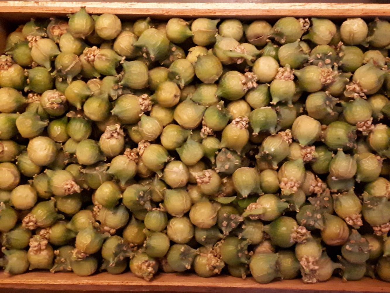 Seeds image, , Sneek, Netherlands, 2018-07-10, Buxus sempervirens - European box