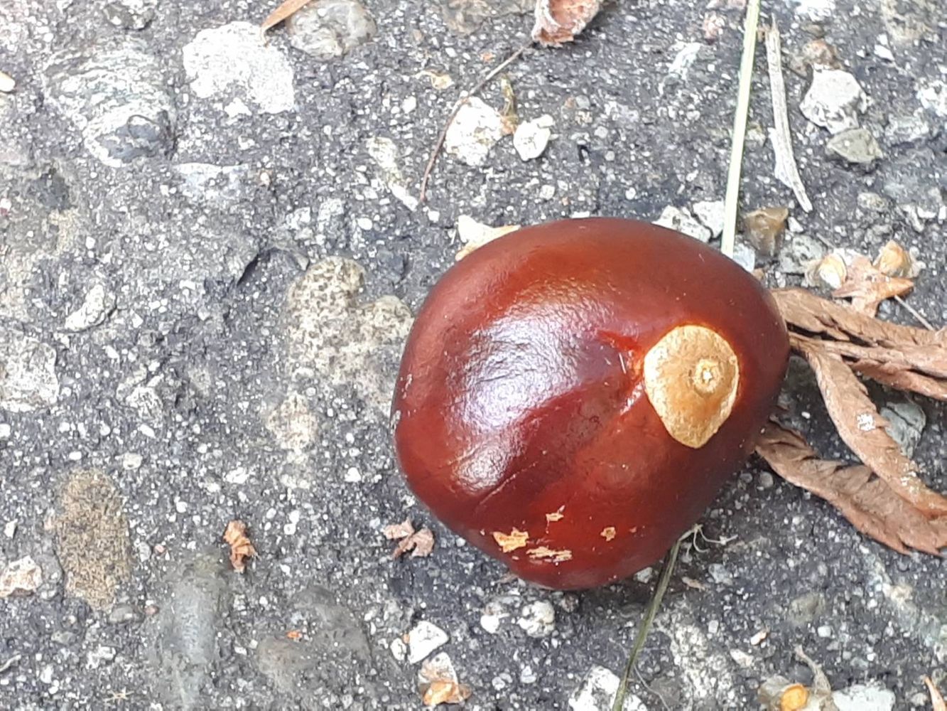 Seeds image, , Haren, Nederland, 2018-08-31, Aesculus glabra - Ohio buckey