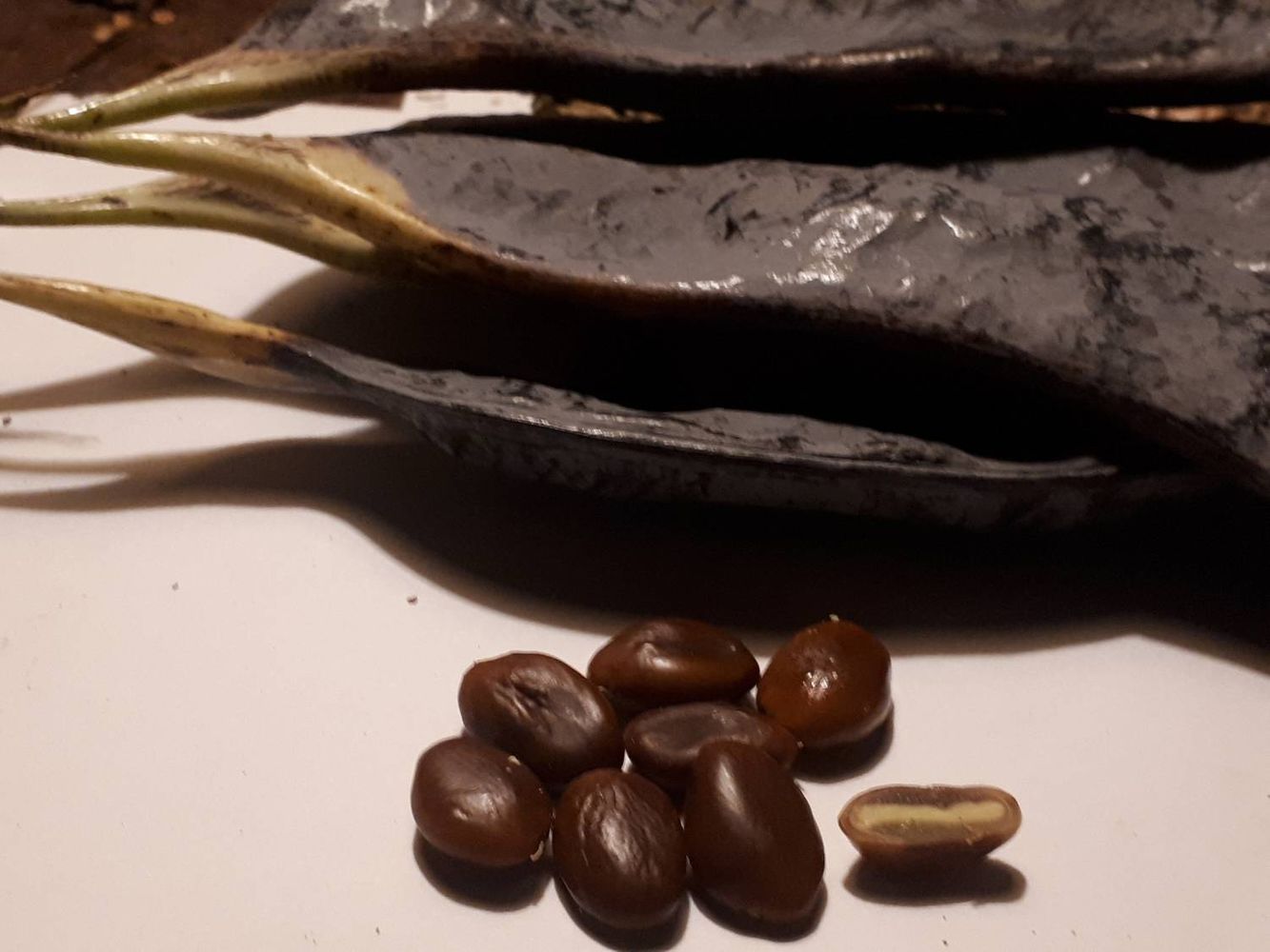 Seeds image, , Holon, Israel, 2019-06-08, Gymnocladus dioicus - Kentucky coffee