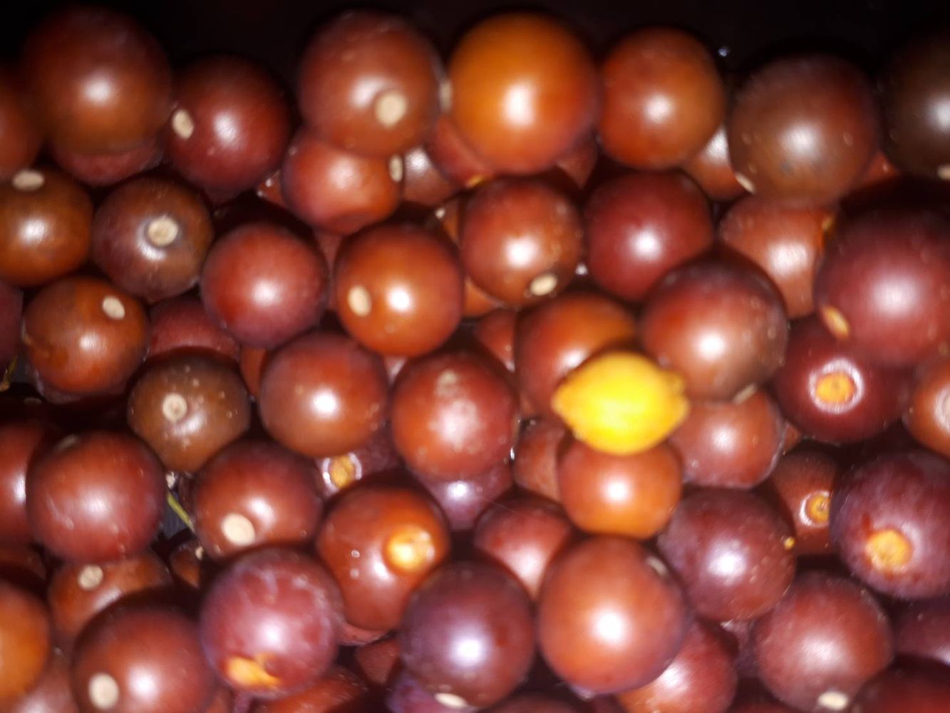 Seeds image, , Sneek, Netherlands, 2018-10-28, Celtis occidentalis - Common hackberry