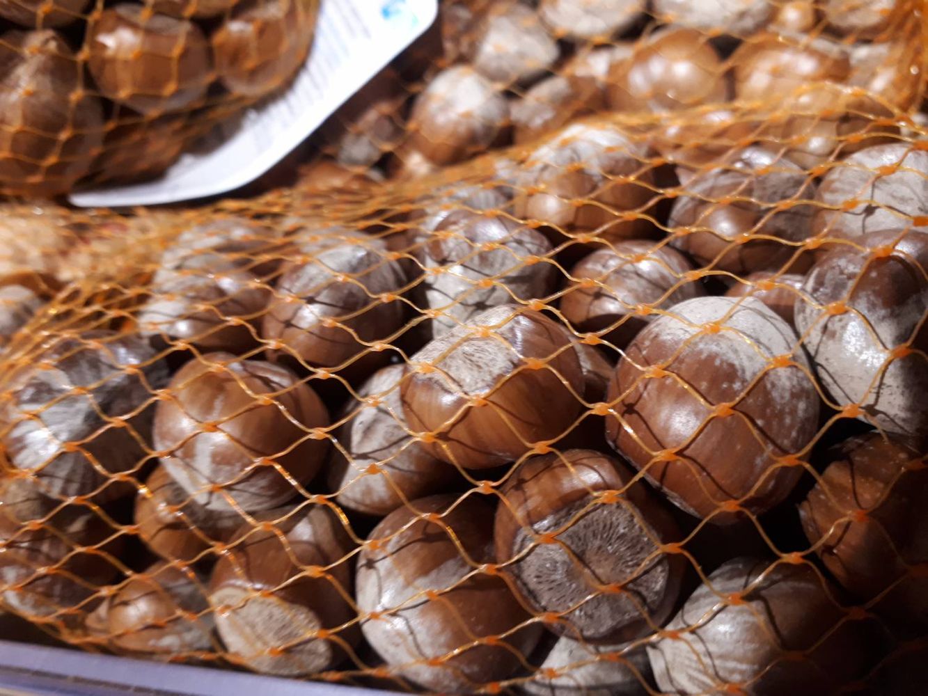 Seeds image, , Sneek, Netherlands, 2018-12-22, Corylus avellana - Hazel-nut