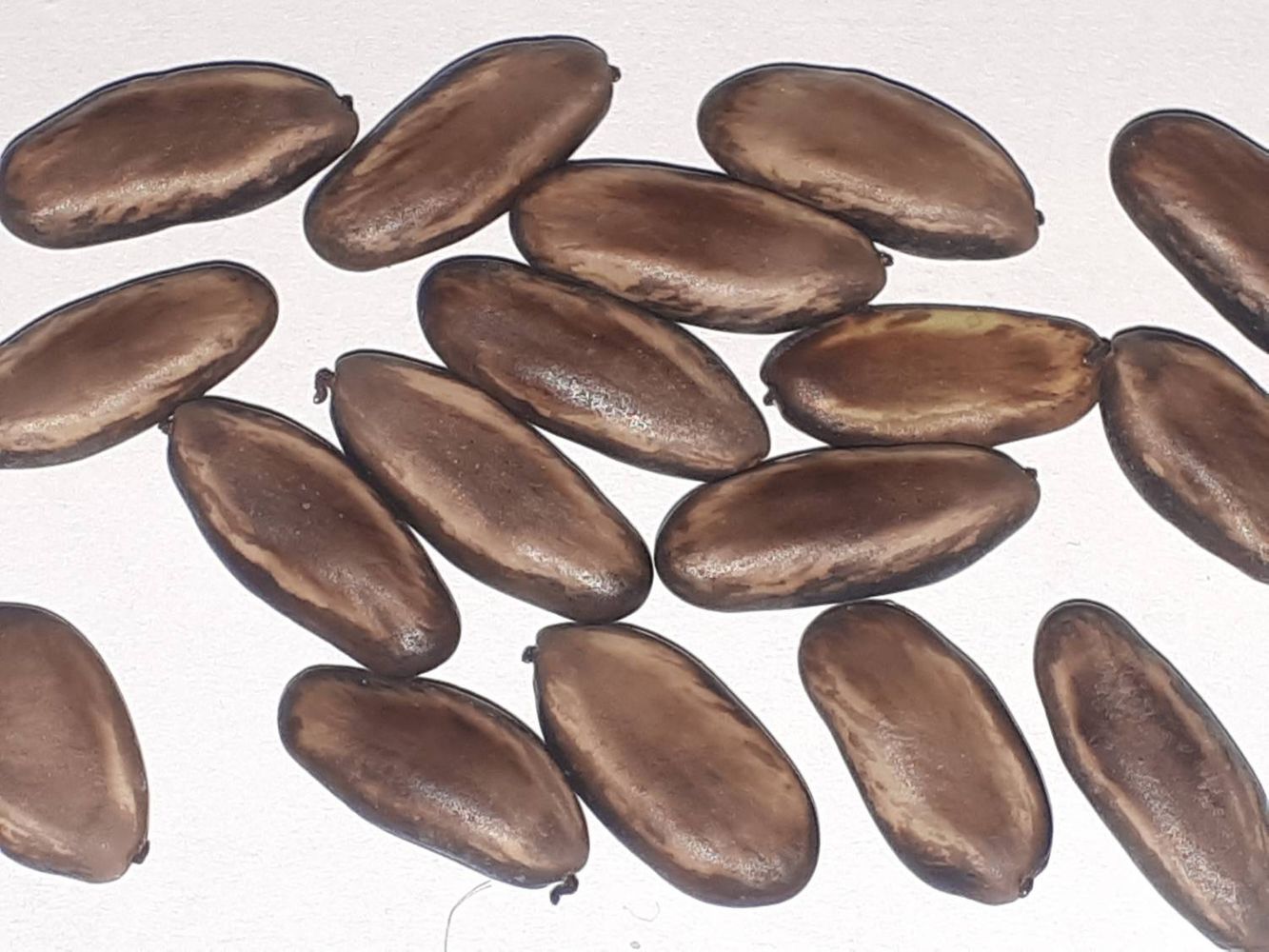 Seeds image, , Uitwellingerga, Netherlands, 2019-04-19, Delonix regia - Royal poinciana