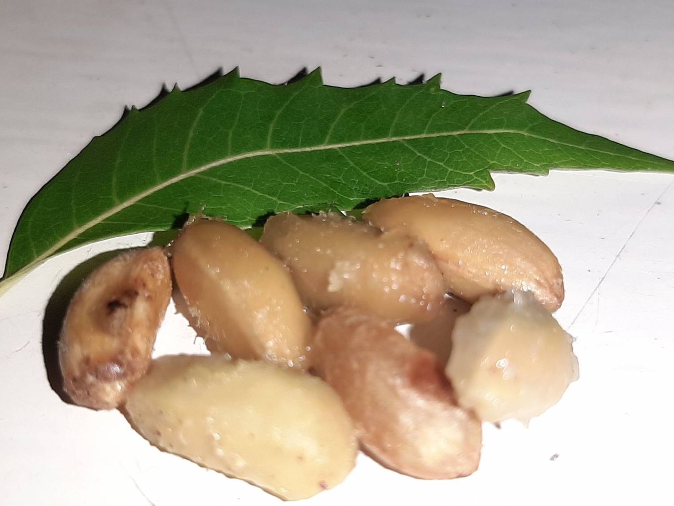 Seeds image, Maarten Rozendale, Holon, Israel, 2019-11-13, Azadirachta indica - Neem