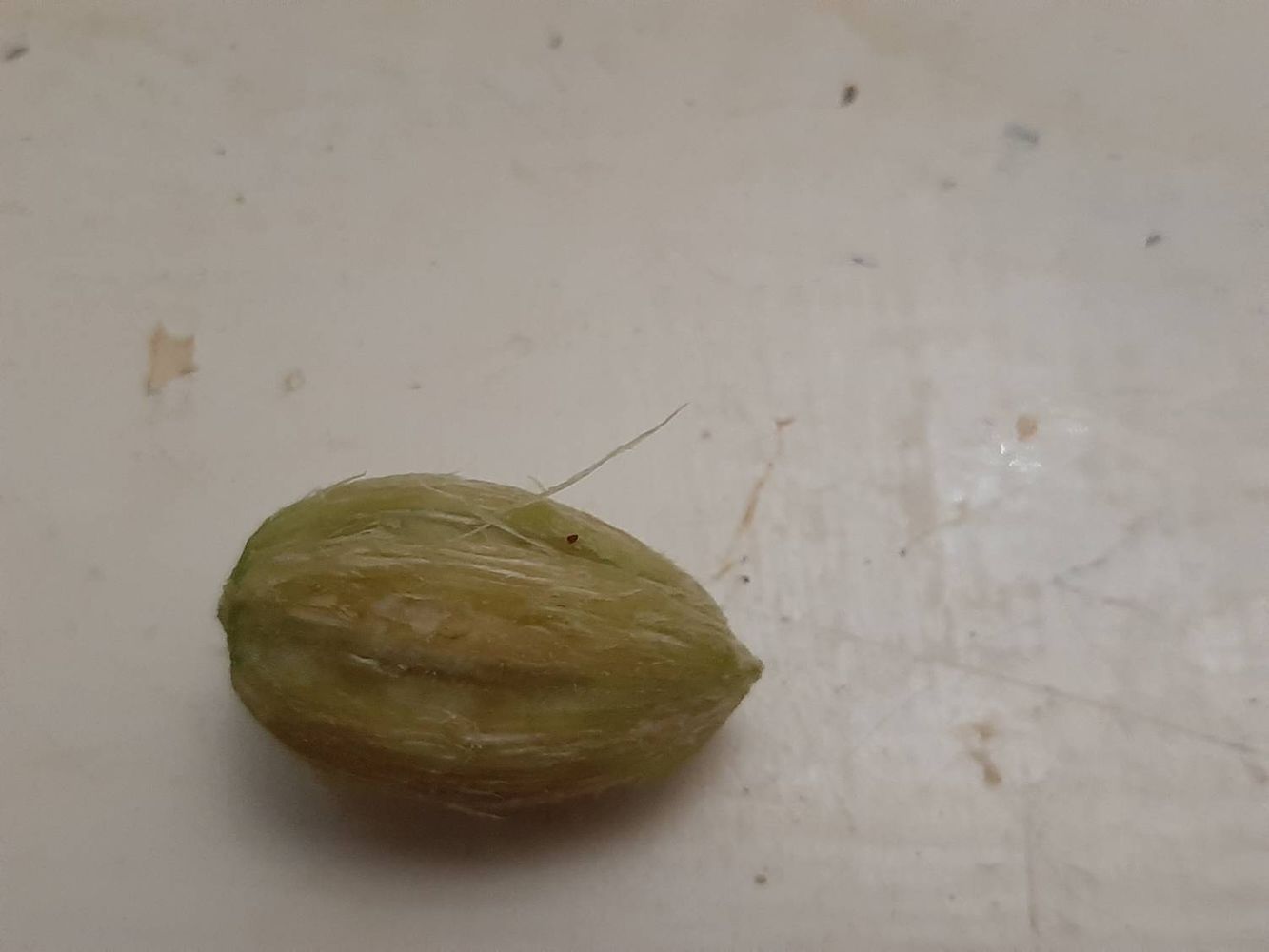 Seeds image, Maarten Rozendale, Holon, Israel, 2019-11-13, Balanites aegyptiaca - Balanites