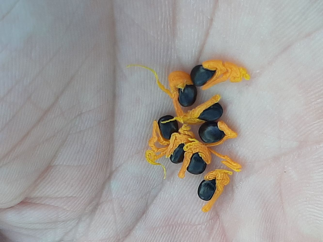 Seeds image, Maarten Rozendale, , Vietnam, 2020-01-28, Acacia mangium - Hickory wattle