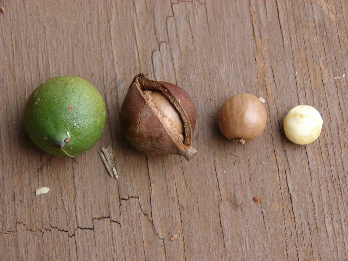 Seeds image, Maarten Rozendale, Makawao, United States, 2008-11-10, Macadamia integrifolia - Smooth macadamia