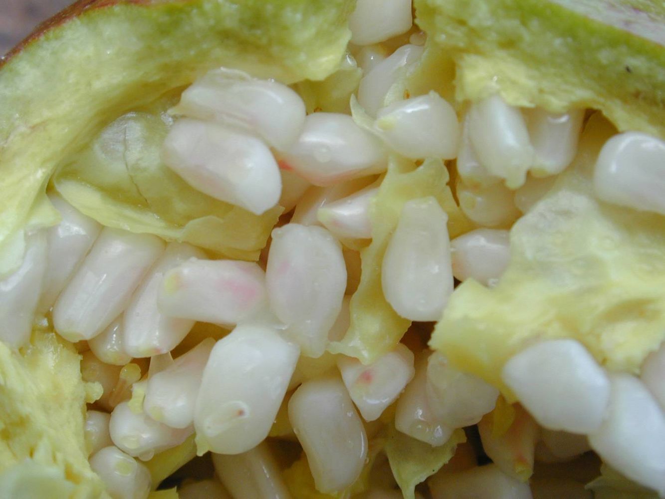 Seeds image, Maarten Rozendale, Kula, United States, 2019-11-10, Punica granatum - Pomegranate