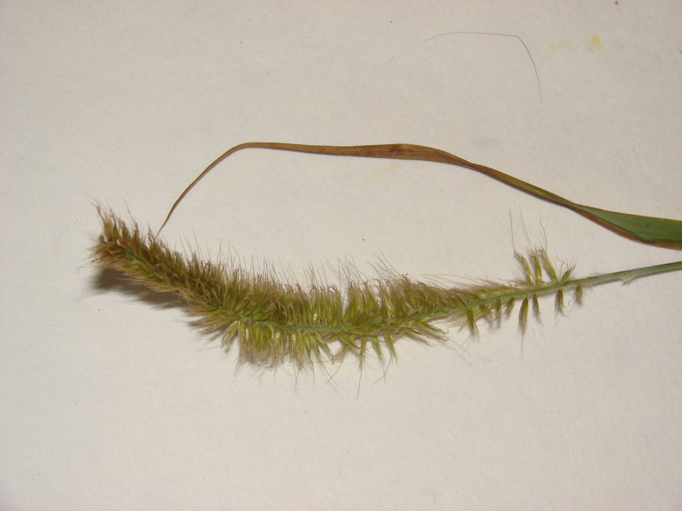 Seeds image, , unknown, Kenya, 2008-12-31, Pennisetum purpureum - Napier grass