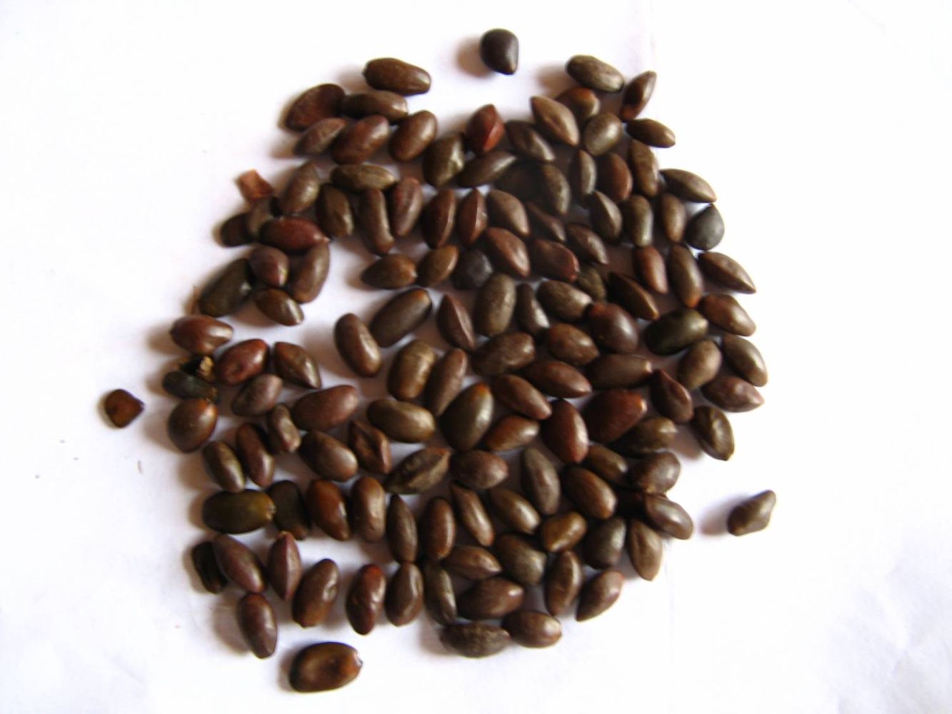 Seeds image, Maarten Rozendale, São Paulo, State of São Paulo, Brazil, Brazil, 2008-08-29, Caesalpinia ferrea - Leopard tree