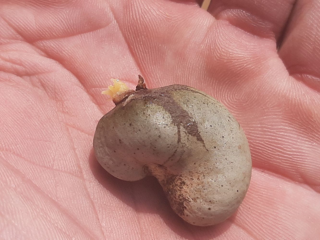 Seeds image, Maarten Rozendale, Lam Dong, Vietnam, 2020-03-11, Anacardium occidentale - Cashew