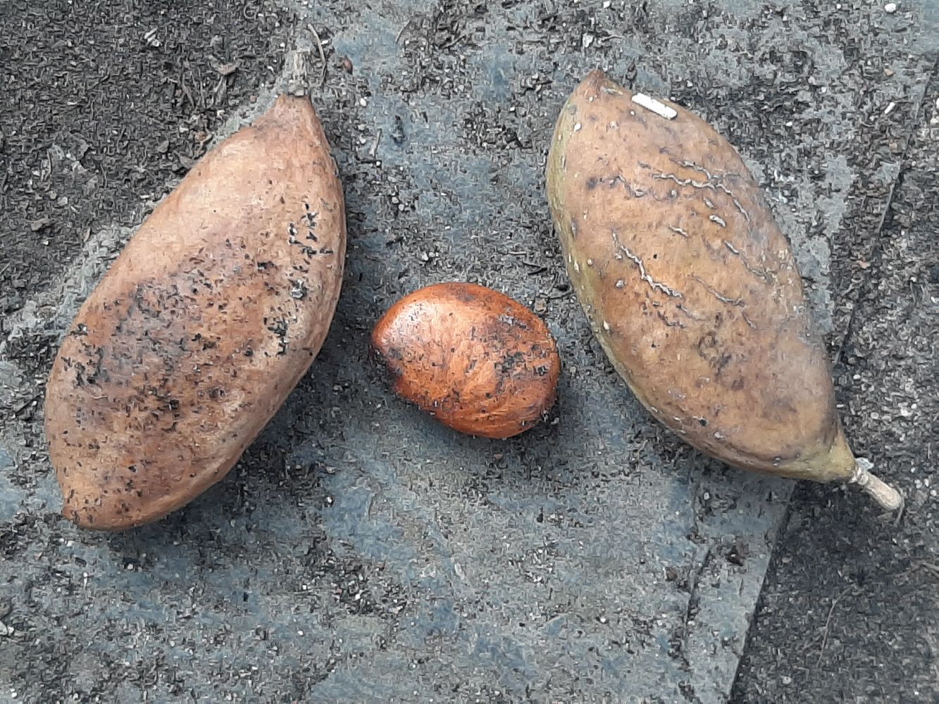 Seeds image, Maarten Rozendale, Saigon, Vietnam, 2020-04-17, Antheroporum pierrei - Pierrei bean