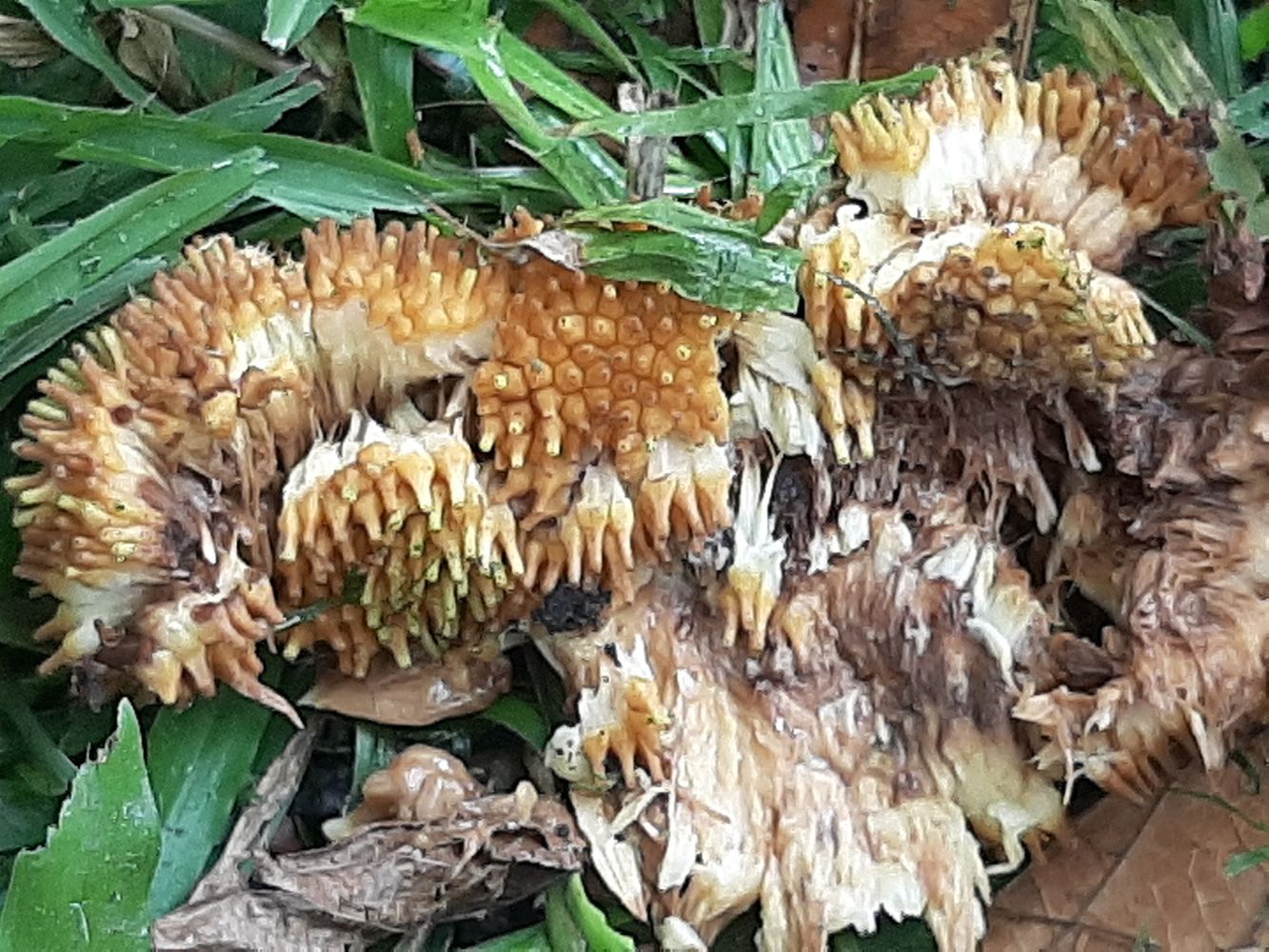 Seeds image, Maarten Rozendale, Saigon, Vietnam, 2020-02-15, Artocarpus rigidus - Monkey jackfruit