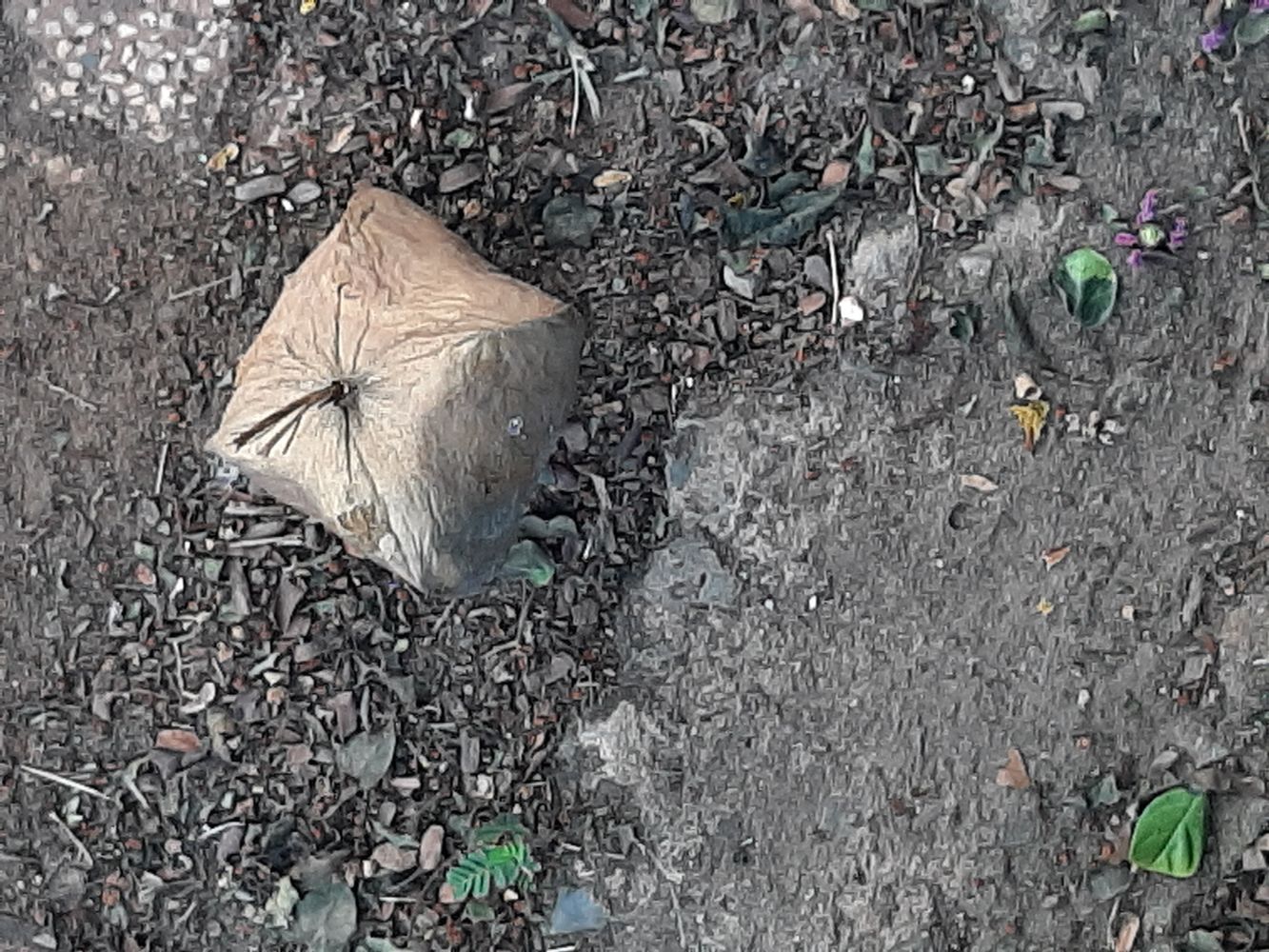 Seeds image, Maarten Rozendale, Saigon, Vietnam, 2020-04-17, Barringtonia asiatica - Putat