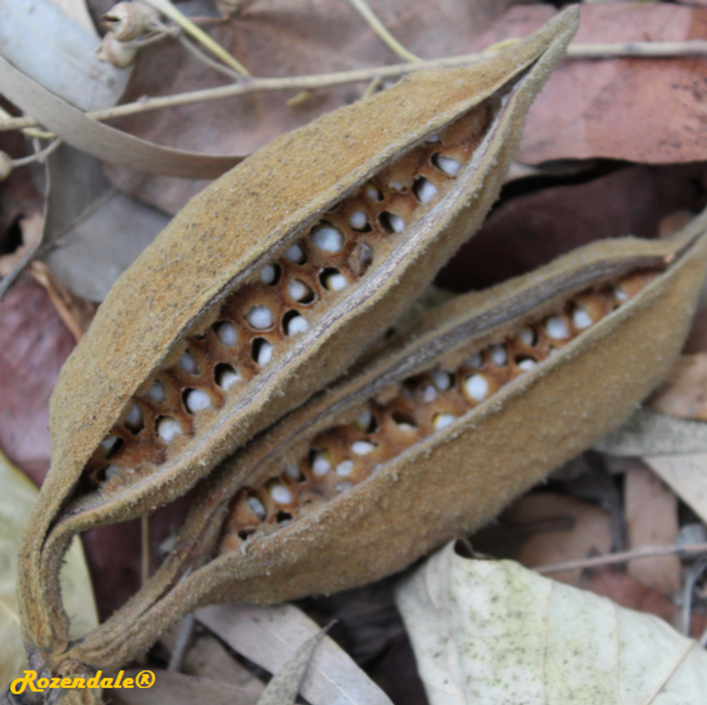 Seeds image, , , , 2017-11-05, Brachychiton bidwillii - Little kurrajong