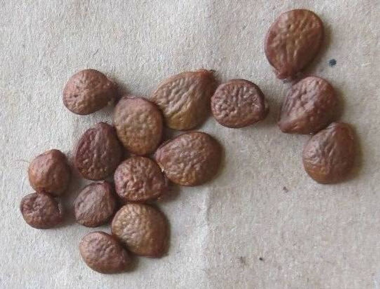 Seeds image, Test Name, Palmetto Bay, United States, 2019-11-14, Cananga odorata - Ylang Ylang